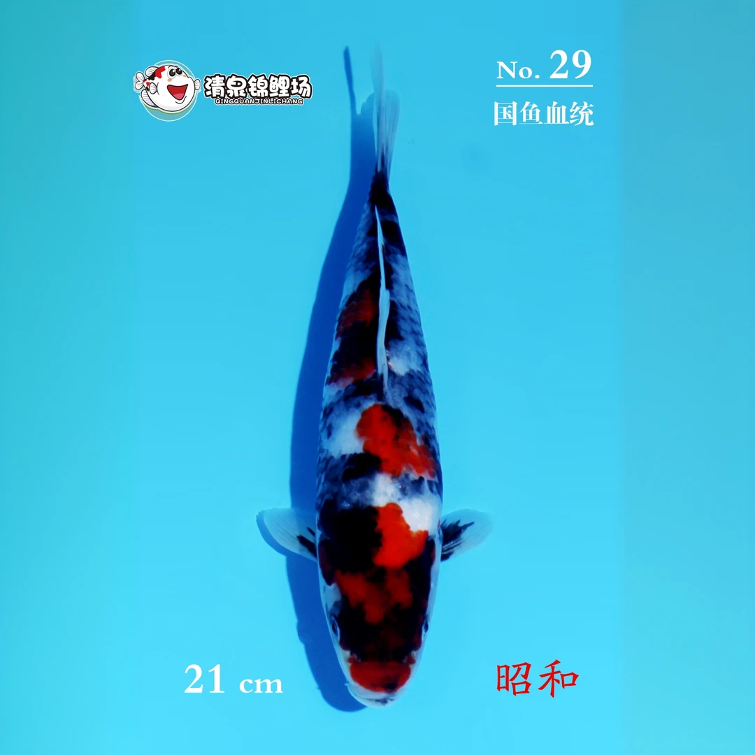 清泉锦鲤 第二次冬季水泥池寄养 国鱼血统 昭和 29号