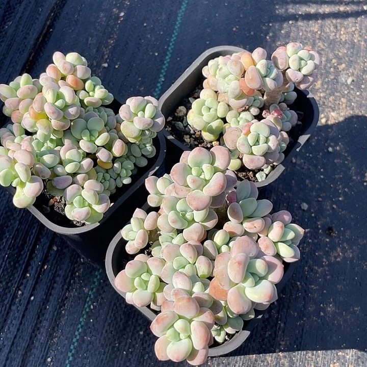 香水洛神多肉植物