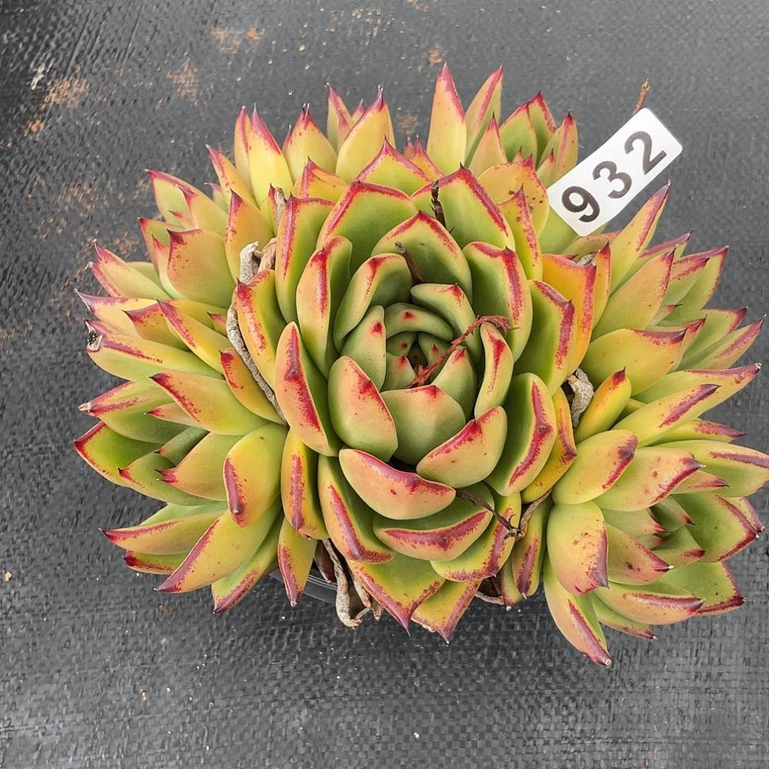 若如东云组拍932