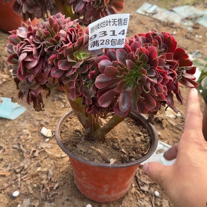 9314二号棚美杜莎缀A