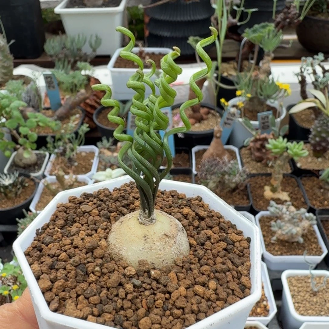 钢丝弹簧草175 仙人球球