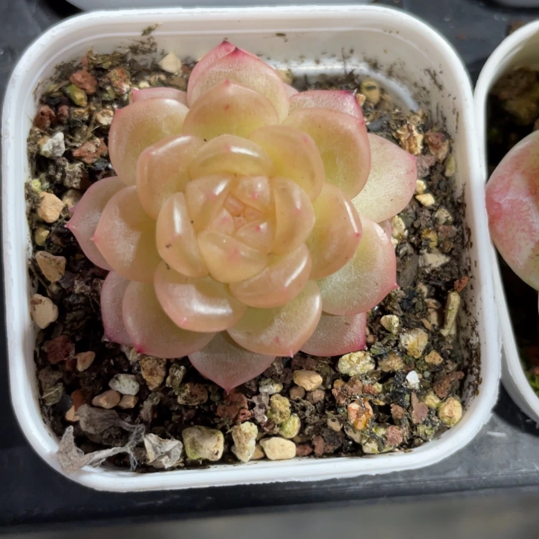 优选青提多肉珍妮1996