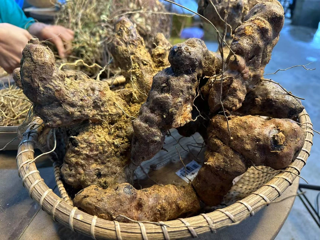 广西深山土茯苓山货现货新鲜生土茯苓现挖土茯苓煲汤了