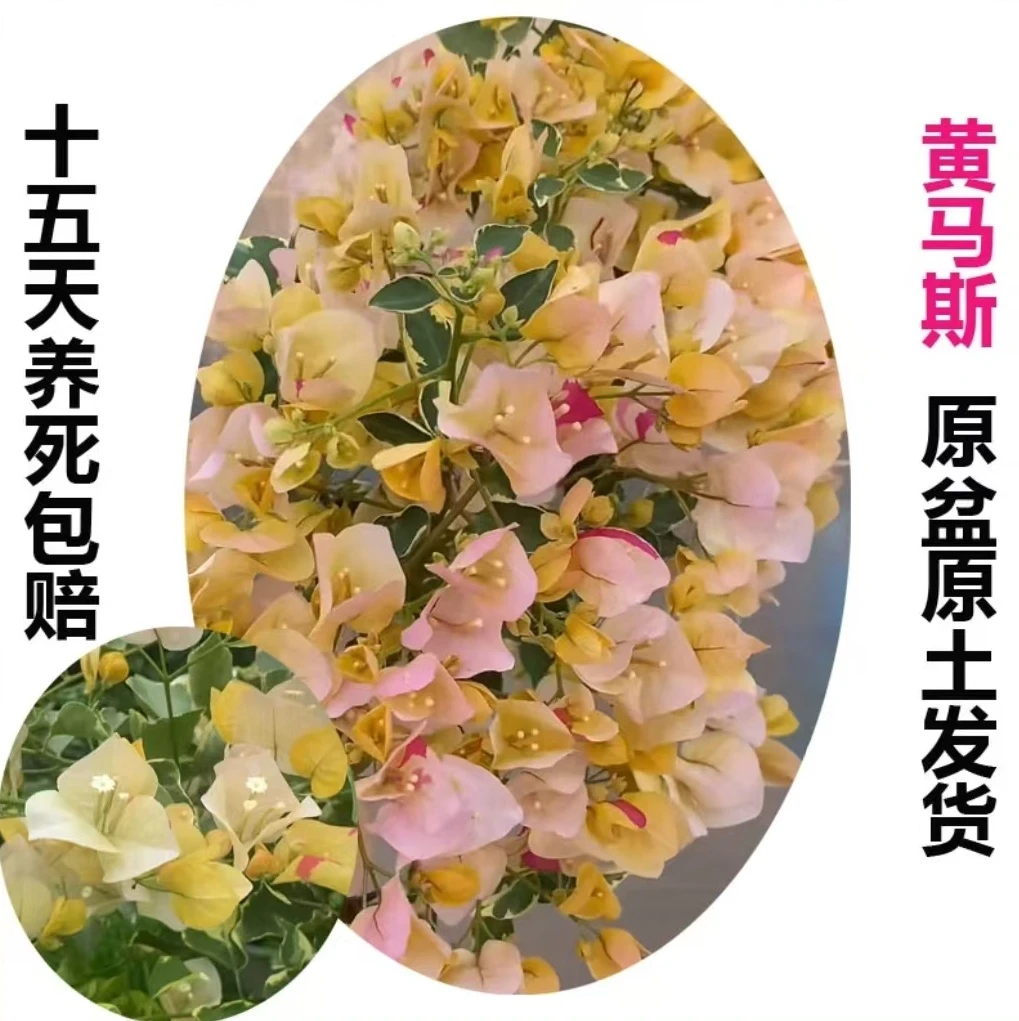 黄马斯（三角梅）原生大苗四季开花老桩爬藤植物