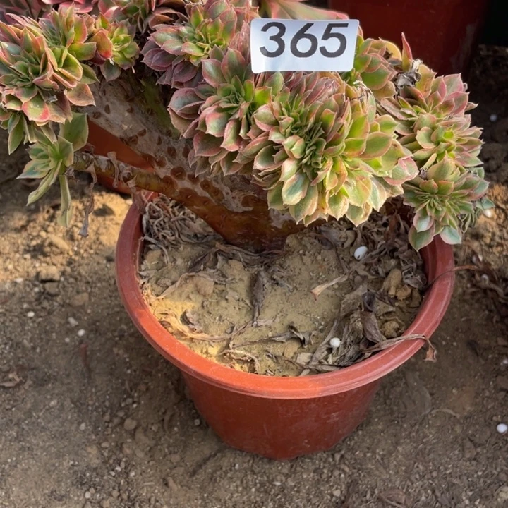 无花朵365多肉植物香妃缀