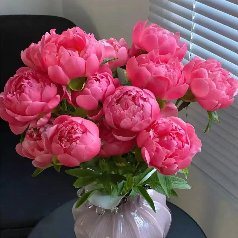 现货【落日珊瑚】芍药鲜花重瓣芍药花