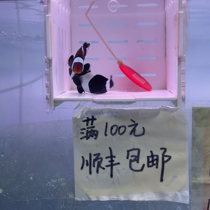 海水鱼精品奥黑一对4-5