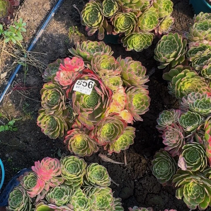 晴****）海燕花25-33包邮花花