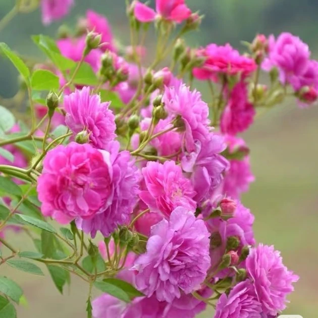 阳台庭院盆栽甜蜜马车微型月季花苗多季开花浓香耐热勤花