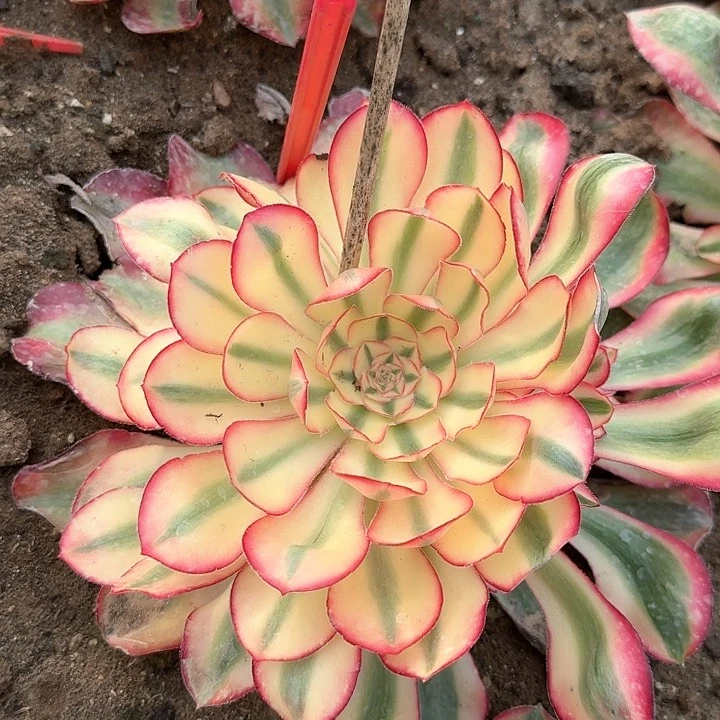 2-193爱丽丝多肉法师