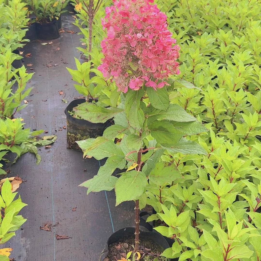 完全开放花冠2756