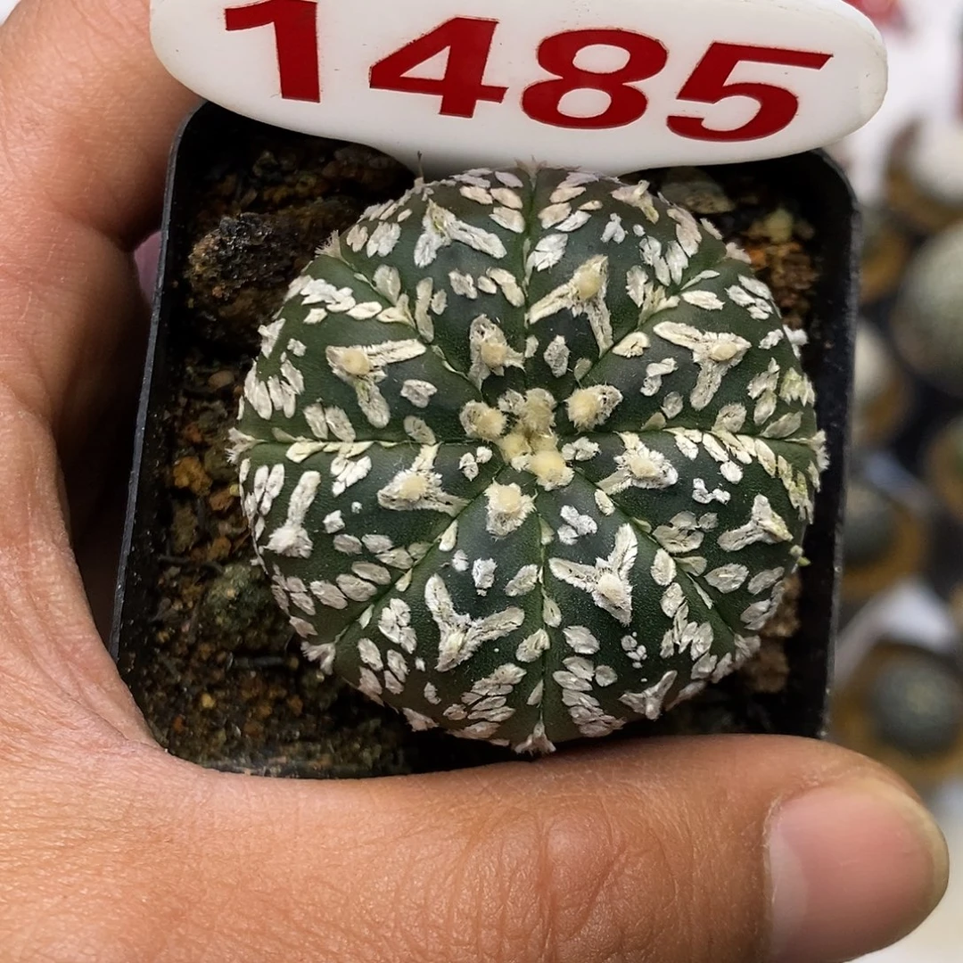 1485福利特价来啦超低价