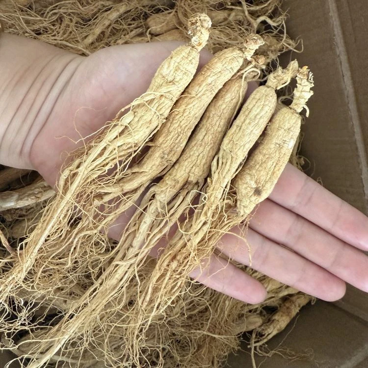 小白全须参 长白山人参原产地 改价链接