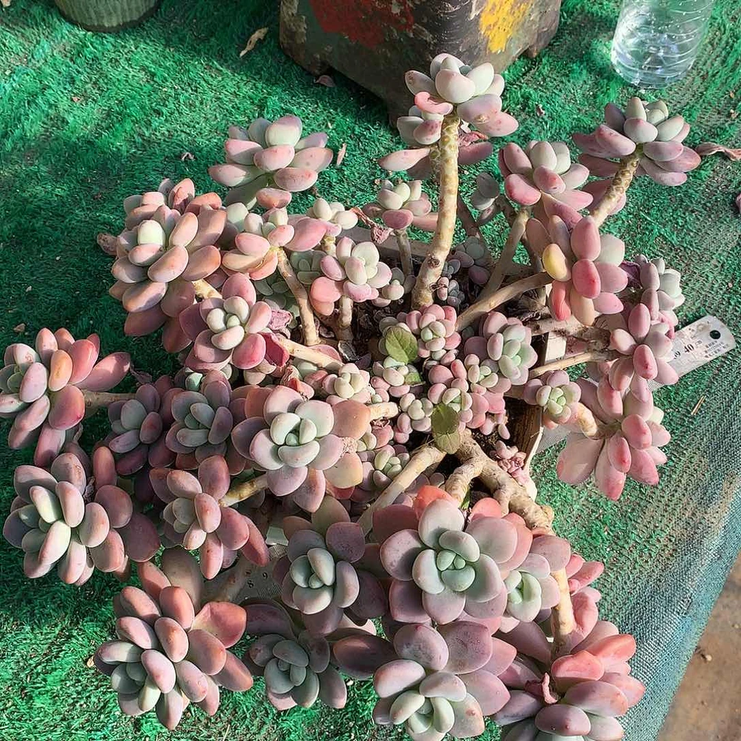 红洛神多肉一物一拍