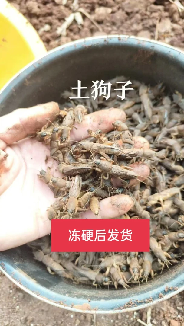 新鲜活冻土狗子 蝼蛄土狗子稻田捕捉只只保存完整 土狗子蝼蛄草狗