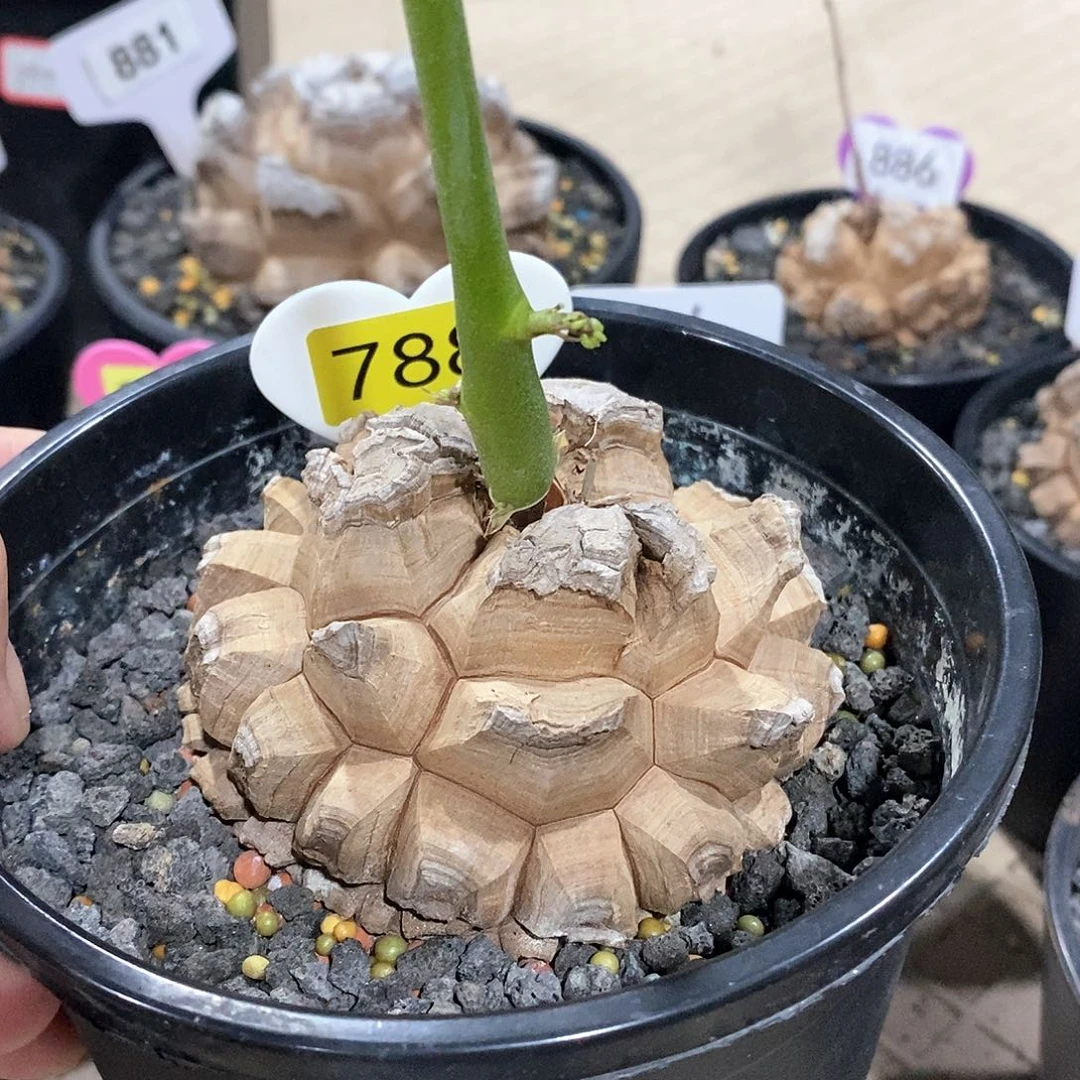 S***r南非龟甲龙龟甲龙