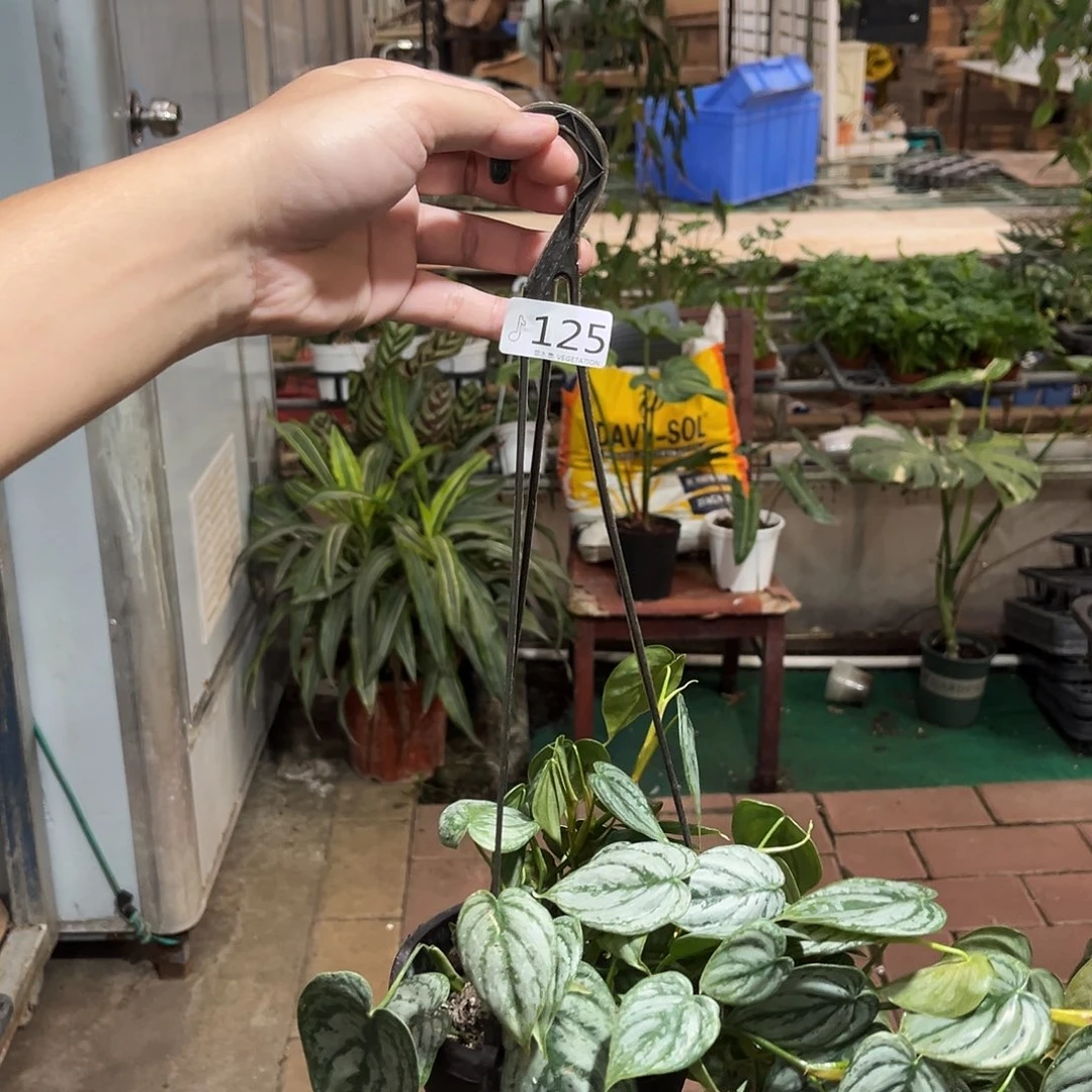 完全开放125 白兰地蔓绿绒