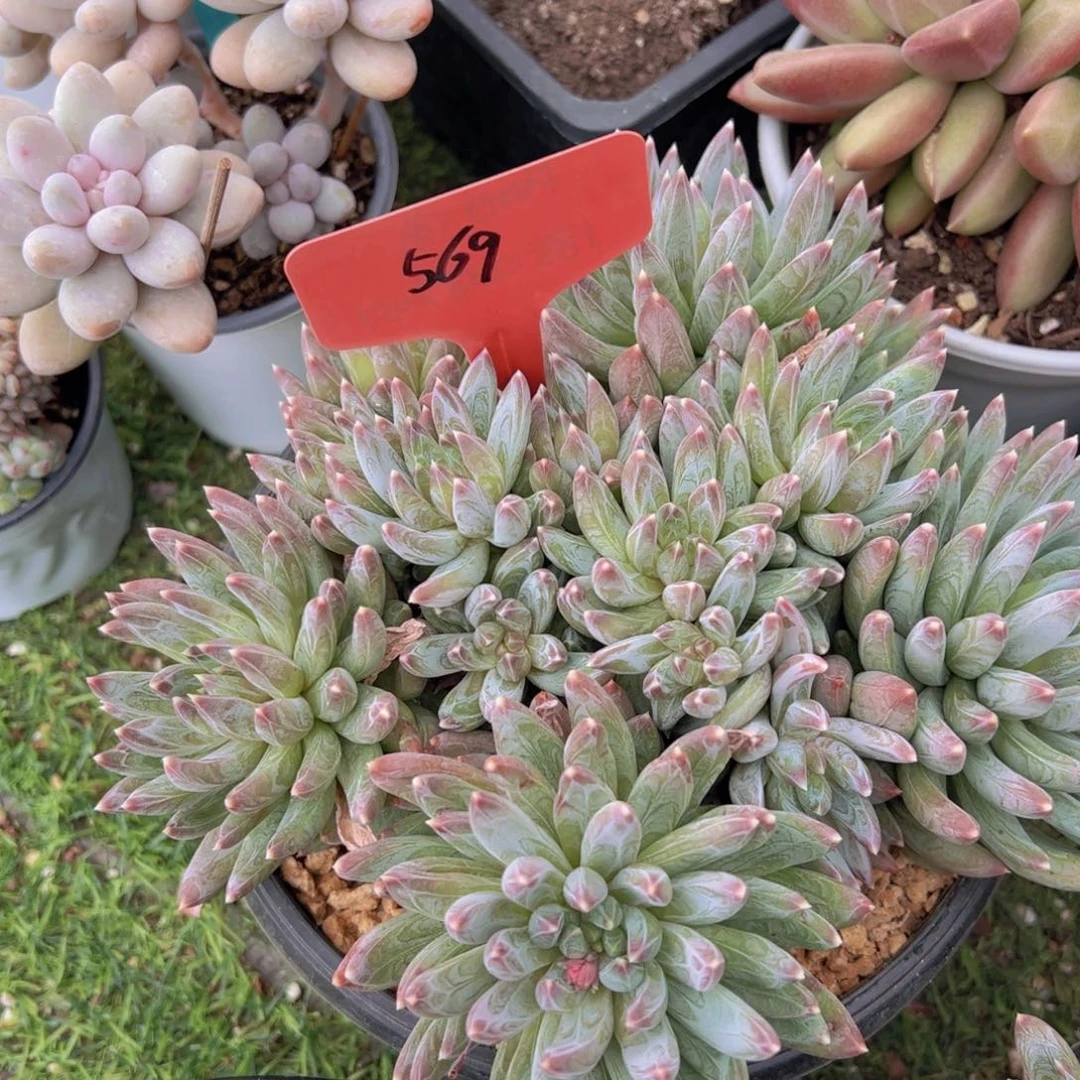 香玉的故事是一个人的故事吗