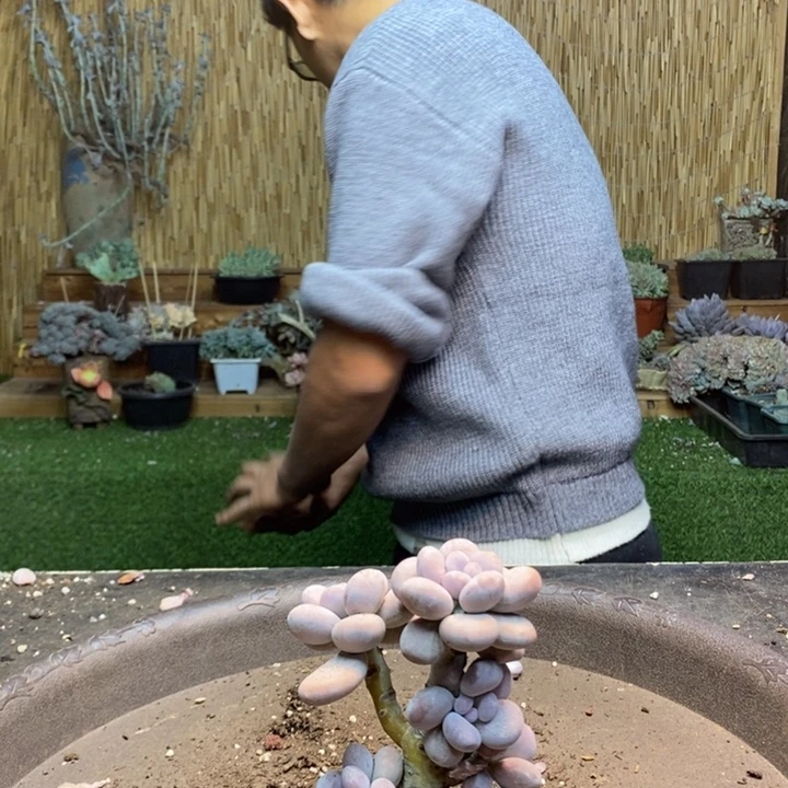 雨***虹168 号橙雪球多肉植物