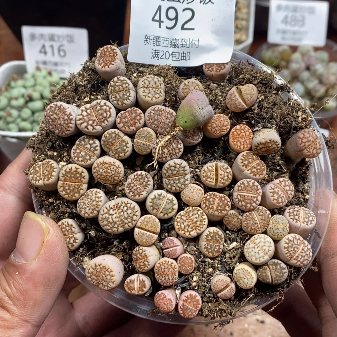 多肉蛋炒饭感谢您相伴492