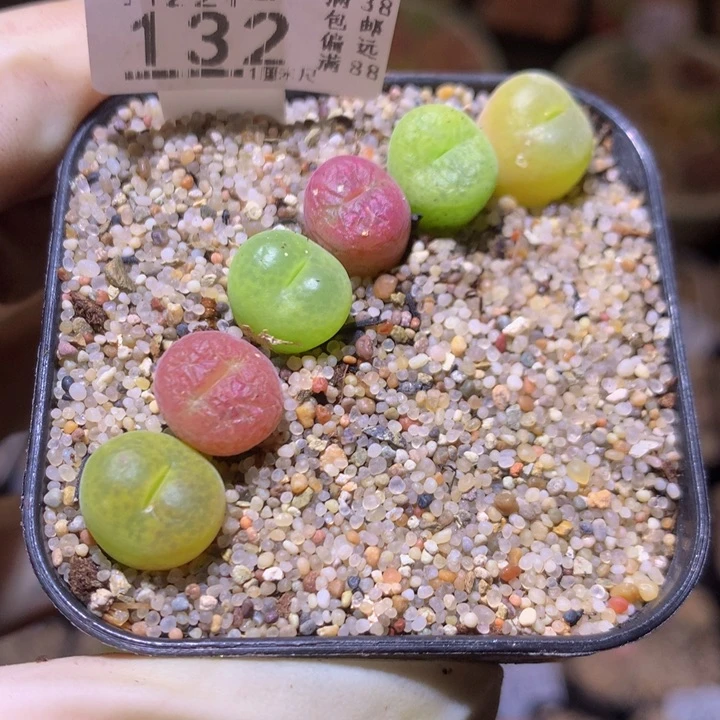 小****?精品生石花221.132