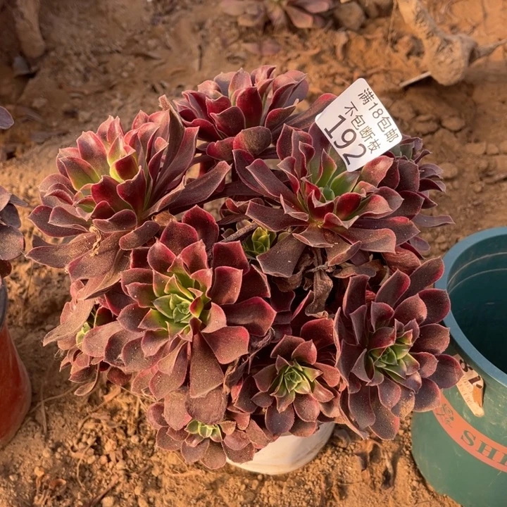 192金丝雀绣球4号棚