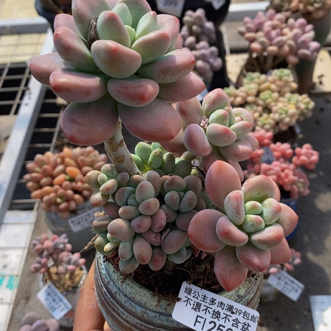 樱花洛神250/13c m