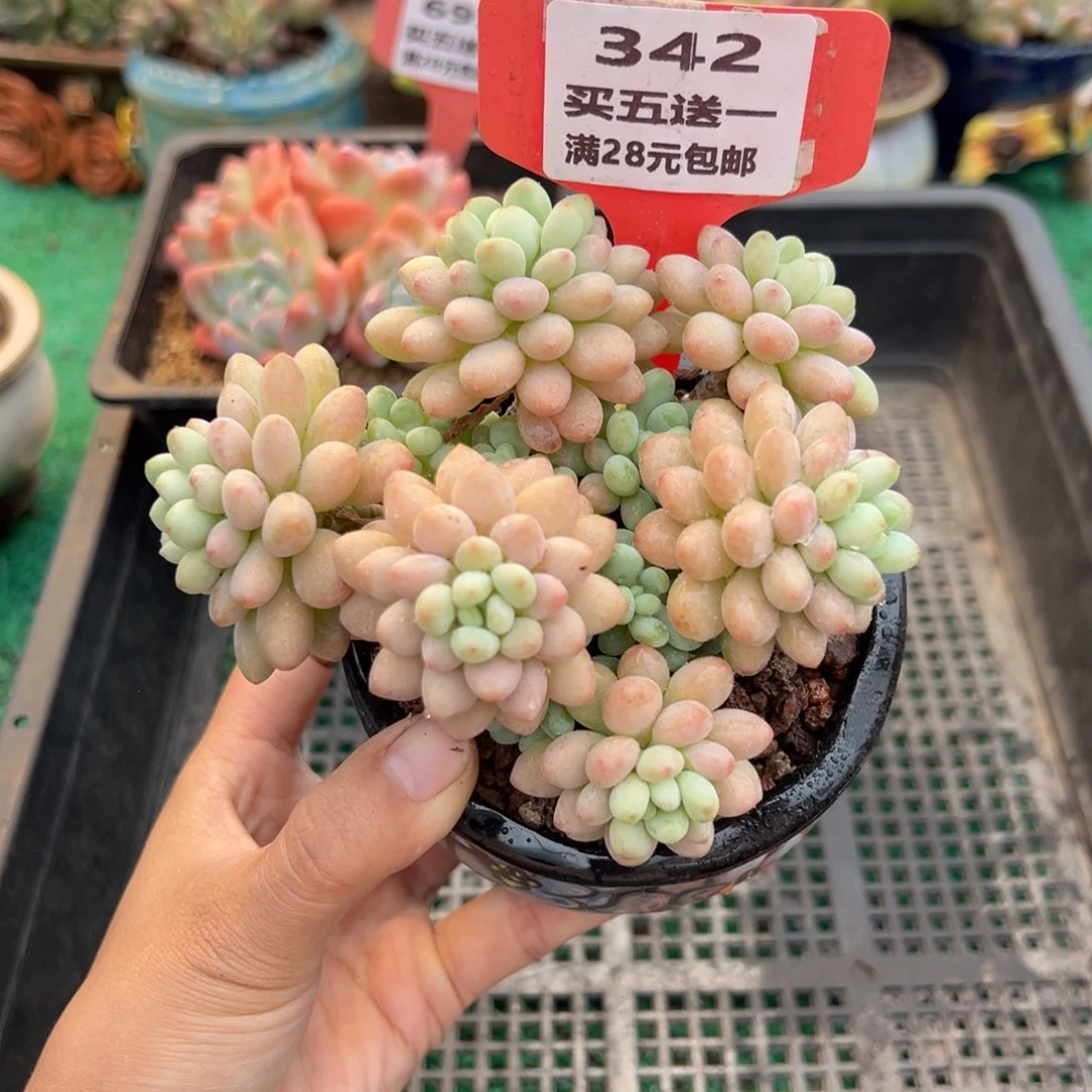 表妹精品多肉植物342.