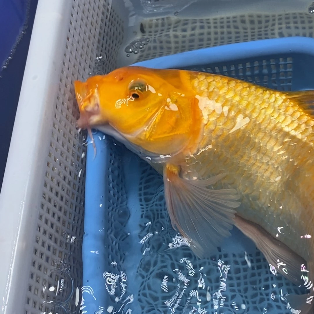 锦鲤冷水锦鲤包邮