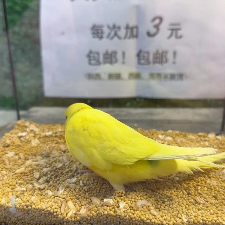 虎皮鹦鹉大头虎皮鹦鹉