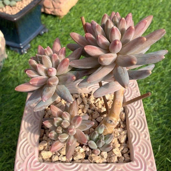 多肉植物 伊卡鲁斯-4