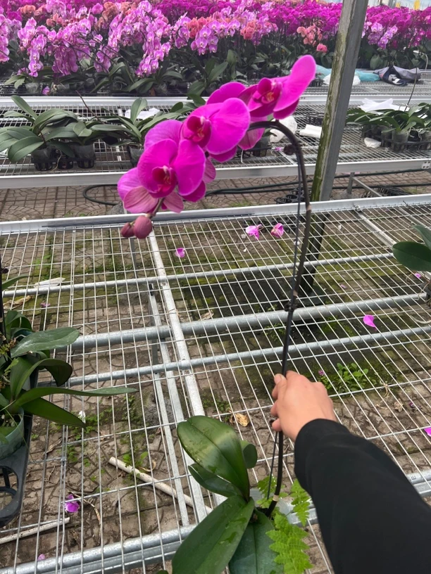 （万红精选）大辣椒蝴蝶兰新手小白必选保花不保叶花期长好养