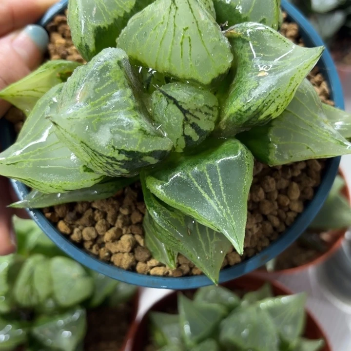 巨无霸大裹般若多肉植物