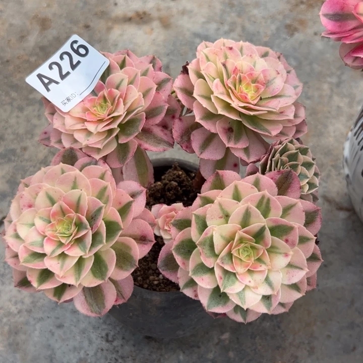 226倾城朵朵小精品15厘米左右