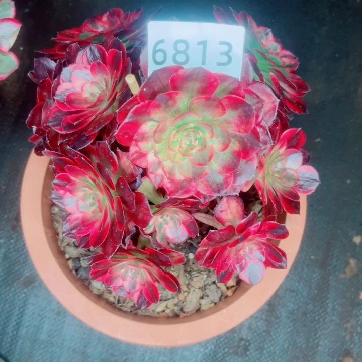 新品赤子心特价不售后多肉