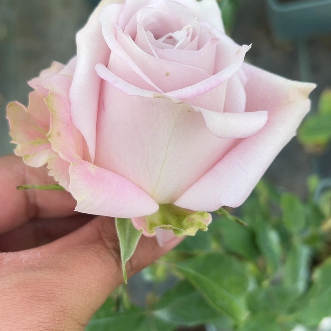 无花朵———诺玛珍 福利款