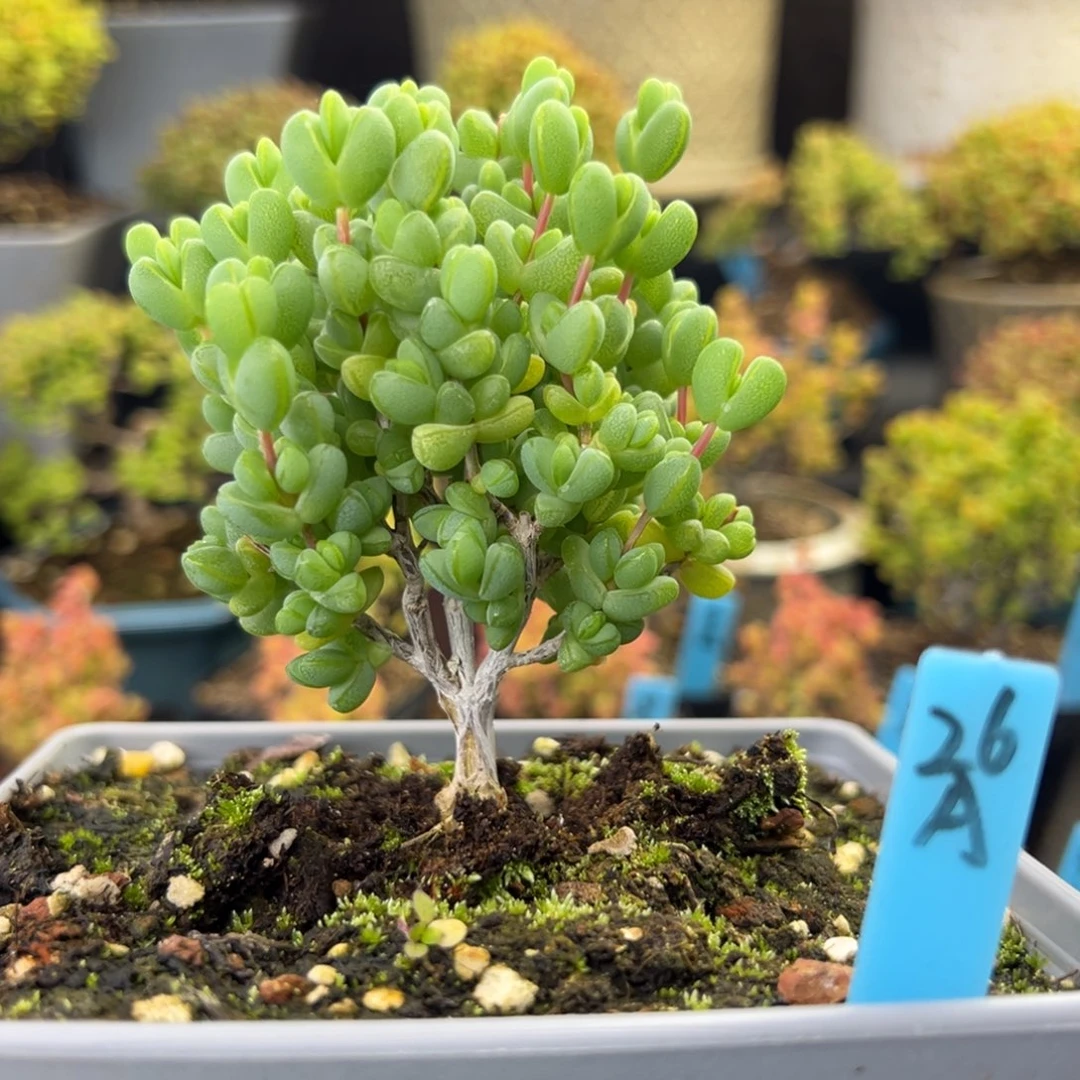 老桩元宝小树26号