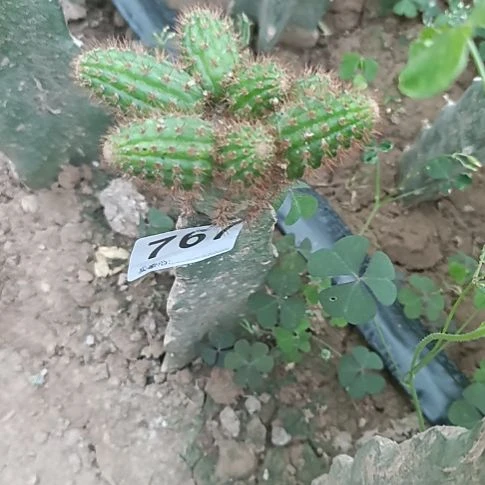 7根枝条的甜心767