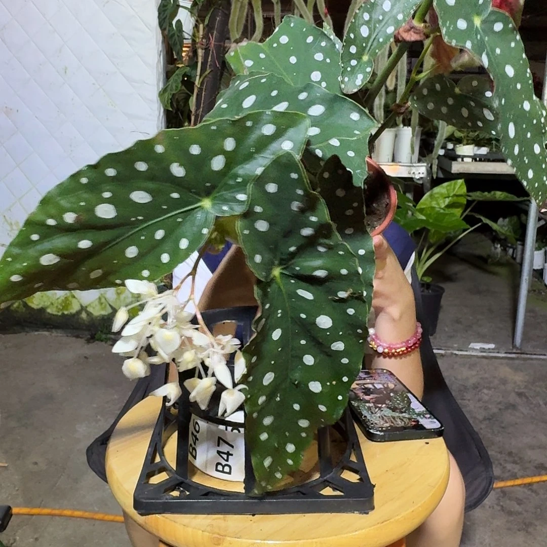 阿***珍无花朵一物一拍B39