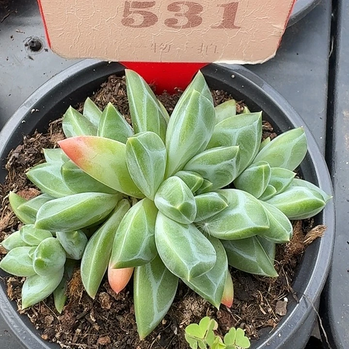 美人531多肉植物
