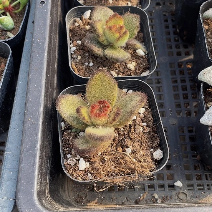 泰迪熊带盆土发货