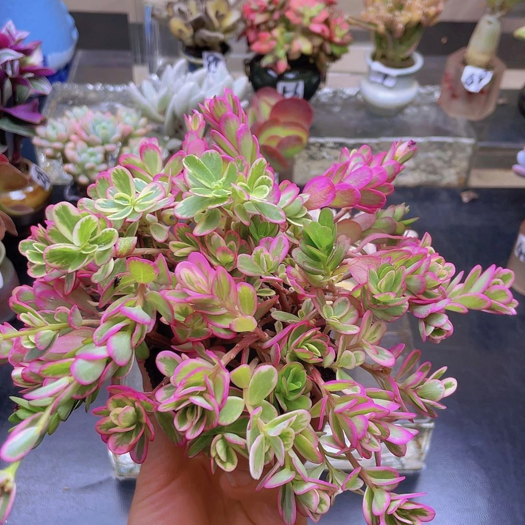 玉***玲花钱花钱就去花钱花钱