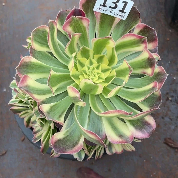 131天合掌心多肉法师锦