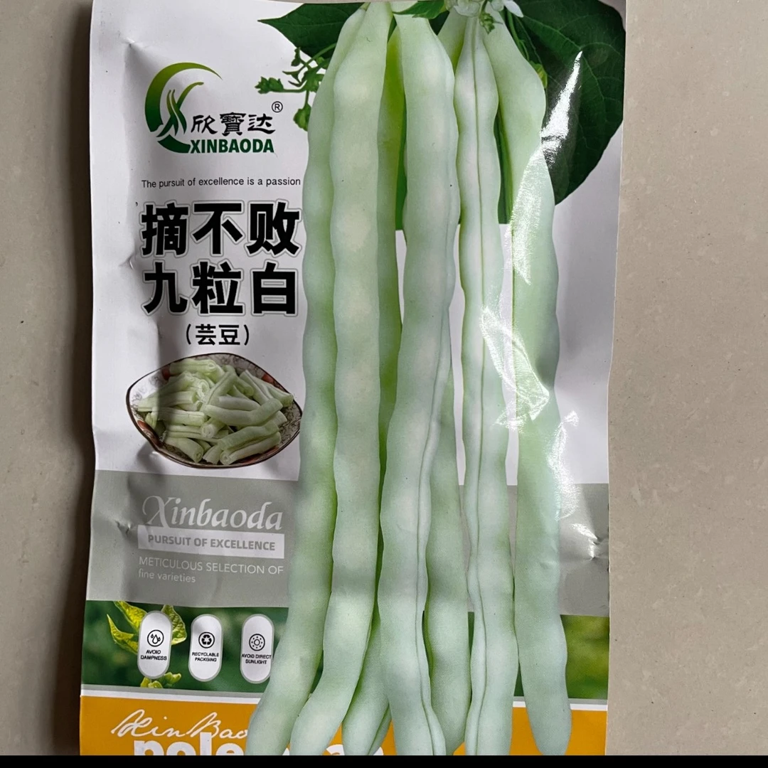 摘不败特嫩白不老芸豆种子无筋高产九粒白芸豆种春秋两季种植架豆