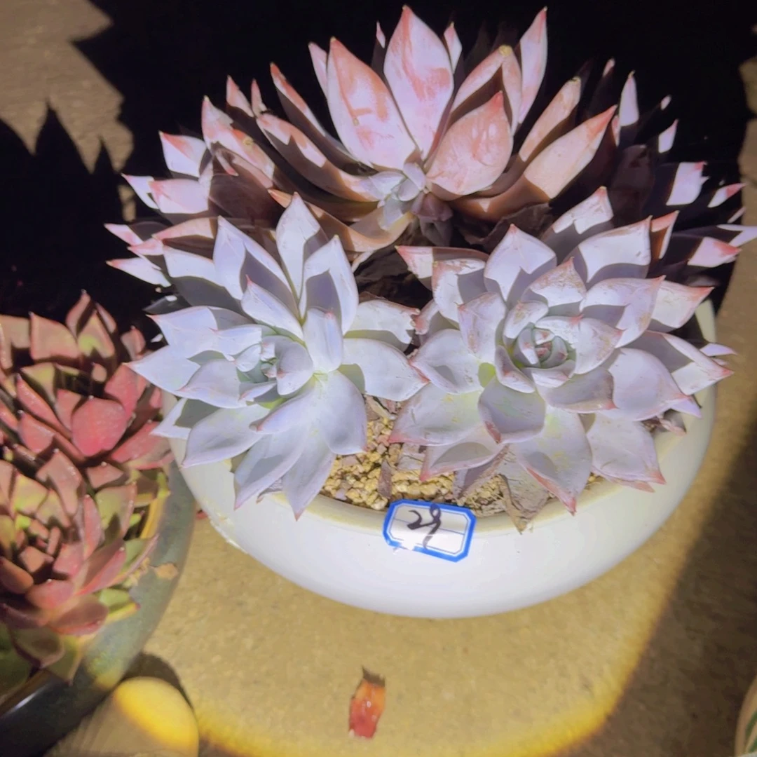 29軚盘卡砸多肉植物