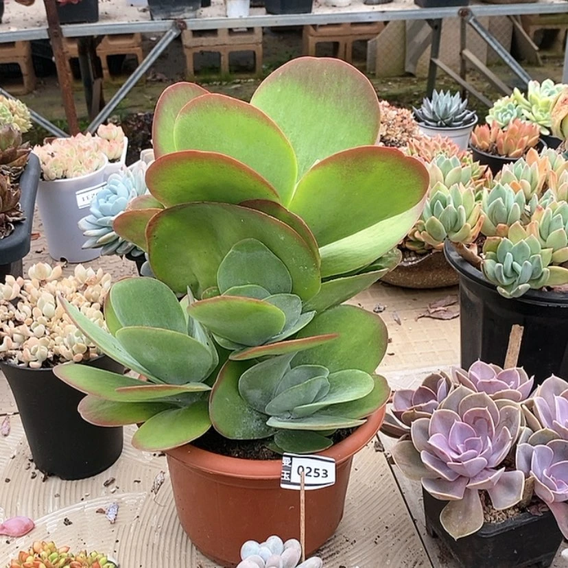 【闪购商品】邓*࿐唐印0253