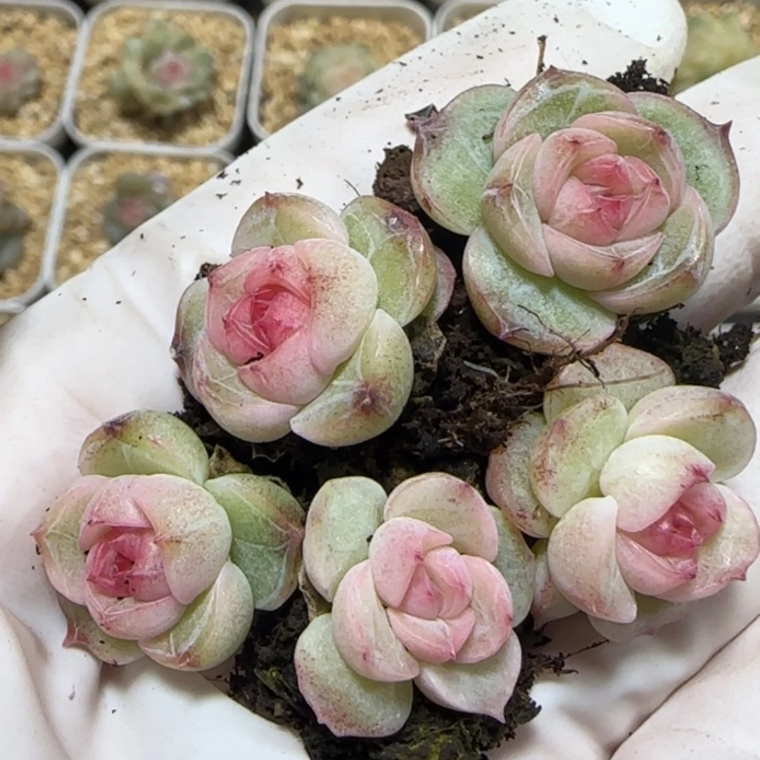 353T特级10号珍妮一盒