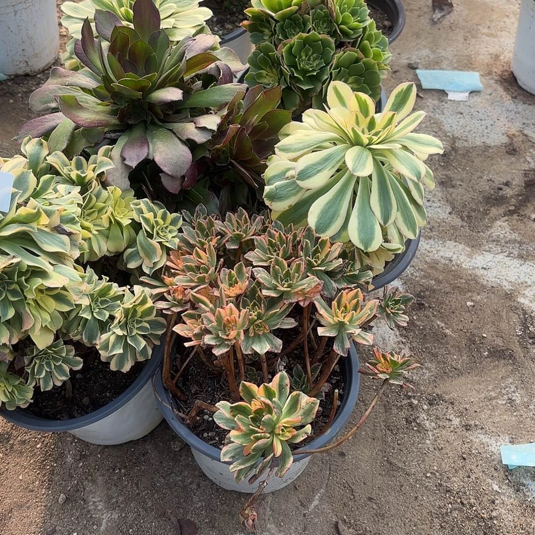 Y***萍八颗多肉植物不售后492