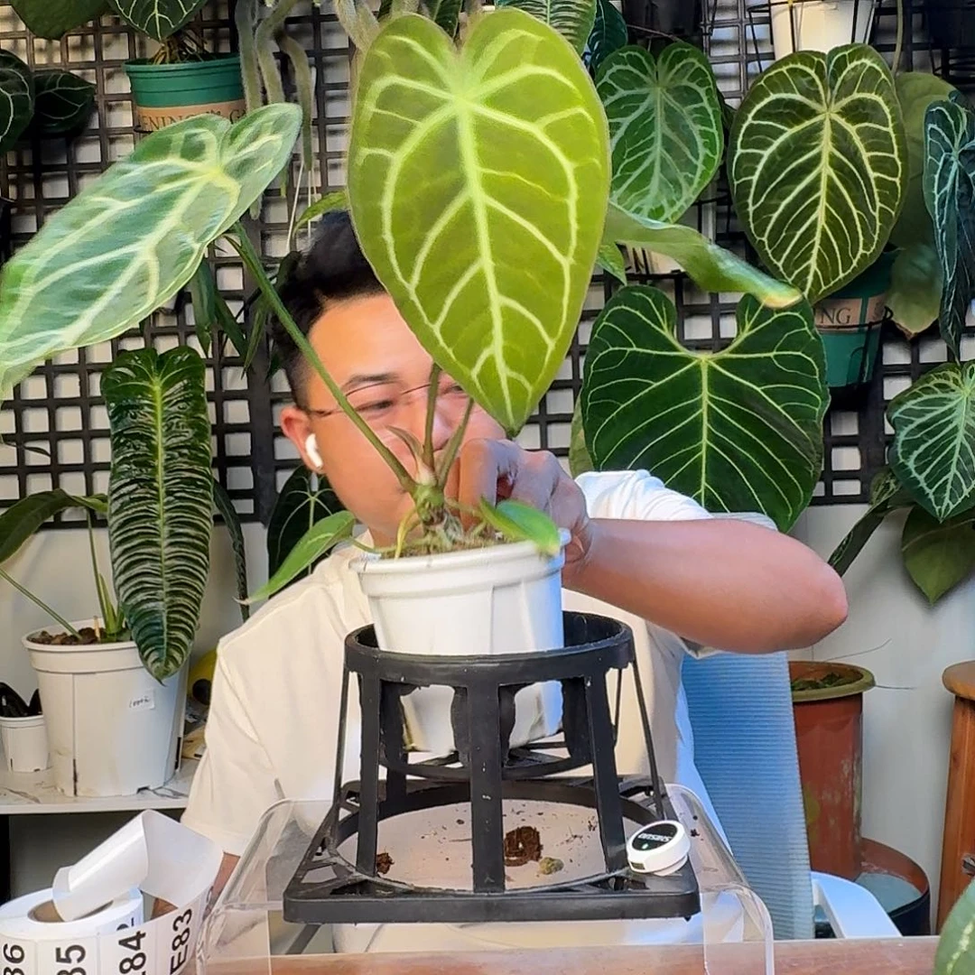 无花朵小****?一物一拍E81