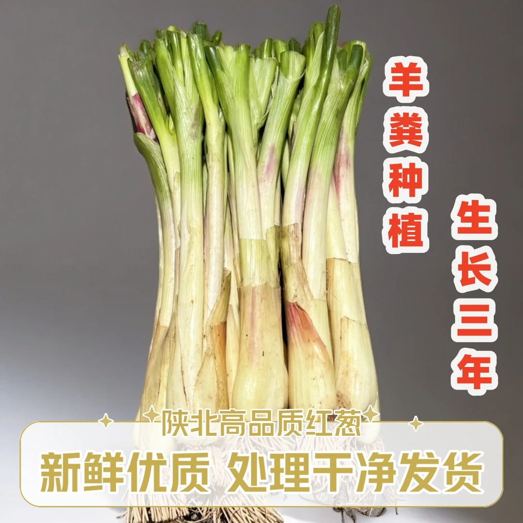 2025陕北旱地红葱 高品质新鲜红葱 处理干净发货 陕西红葱榆林